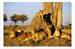 Lion Pride Resting at Acacia Tree by Anonymous