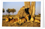 Lion Pride Resting at Acacia Tree by Anonymous