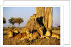 Lion Pride Resting at Acacia Tree by Anonymous
