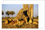 Lion Pride Resting at Acacia Tree by Anonymous