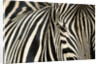 Burchell's Zebra by Anonymous