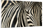Burchell's Zebra by Anonymous
