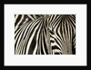 Burchell's Zebra by Anonymous