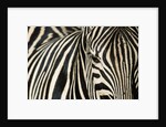 Burchell's Zebra by Anonymous