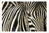 Burchell's Zebra by Anonymous