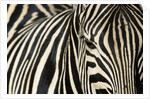 Burchell's Zebra by Anonymous