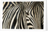 Burchell's Zebra by Anonymous