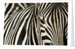 Burchell's Zebra by Anonymous