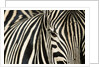 Burchell's Zebra by Anonymous