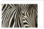 Burchell's Zebra by Anonymous
