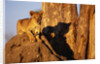 Lion Cub on Termite Mound by Anonymous