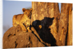 Lion Cub on Termite Mound by Anonymous