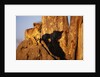 Lion Cub on Termite Mound by Anonymous