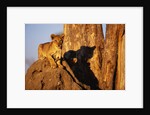 Lion Cub on Termite Mound by Anonymous