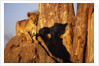 Lion Cub on Termite Mound by Anonymous