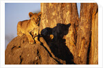 Lion Cub on Termite Mound by Anonymous