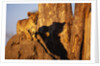 Lion Cub on Termite Mound by Anonymous