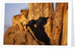 Lion Cub on Termite Mound by Anonymous