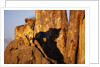 Lion Cub on Termite Mound by Anonymous