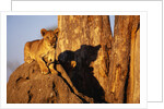 Lion Cub on Termite Mound by Anonymous