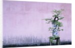 Tree in Vase and Pink Wall by Anonymous