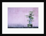 Tree in Vase and Pink Wall by Anonymous
