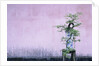 Tree in Vase and Pink Wall by Anonymous