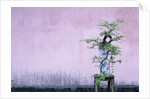 Tree in Vase and Pink Wall by Anonymous