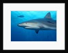 Caribbean Reef Shark by Anonymous