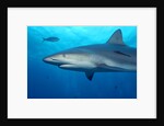 Caribbean Reef Shark by Anonymous