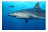 Caribbean Reef Shark by Anonymous