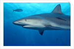 Caribbean Reef Shark by Anonymous