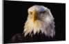 Head of Adult American Bald Eagle by Anonymous