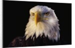 Head of Adult American Bald Eagle by Anonymous