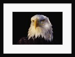 Head of Adult American Bald Eagle by Anonymous