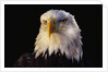 Head of Adult American Bald Eagle by Anonymous