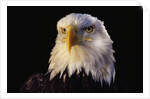 Head of Adult American Bald Eagle by Anonymous