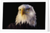 Head of Adult American Bald Eagle by Anonymous