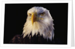 Head of Adult American Bald Eagle by Anonymous