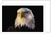 Head of Adult American Bald Eagle by Anonymous
