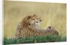 Cheetahs in Kenya by Anonymous