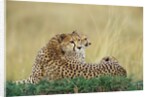 Cheetahs in Kenya by Anonymous