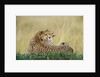 Cheetahs in Kenya by Anonymous
