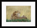 Cheetahs in Kenya by Anonymous