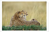 Cheetahs in Kenya by Anonymous