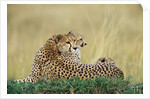 Cheetahs in Kenya by Anonymous