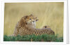 Cheetahs in Kenya by Anonymous