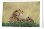 Cheetahs in Kenya by Anonymous