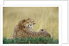 Cheetahs in Kenya by Anonymous