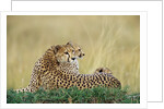 Cheetahs in Kenya by Anonymous